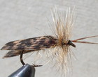 LIGHT BROWN HORNED ROOF WING